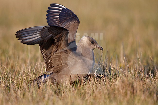 Kleine Jager op de toendra met opgeheven vleugels; Parasitic Jaeger on the arctic tundra with raised wings stock-image by Agami/Chris van Rijswijk,