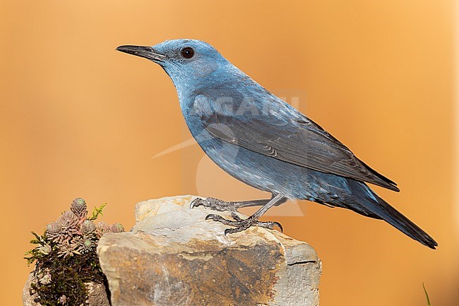 Blue Rock Thrush (Monticola solitarius), side view of an adult male perched on a rock stock-image by Agami/Saverio Gatto,