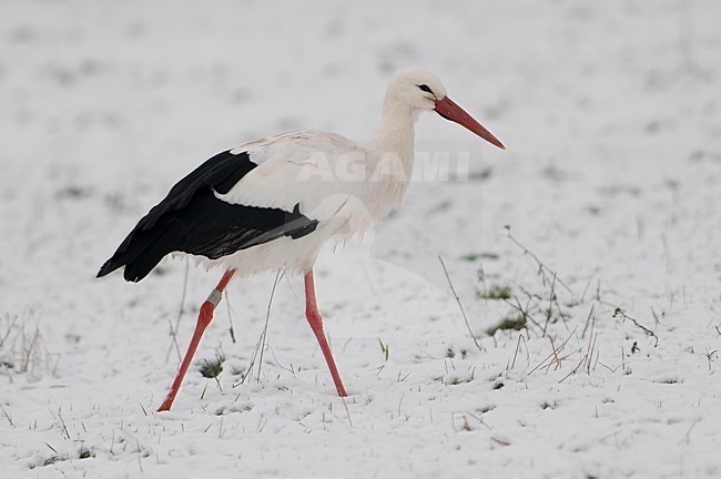 Ooievaar in de winter; White Stork in winter stock-image by Agami/Han Bouwmeester,