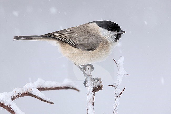 Marsh Tit (Poecile palustris italicus), side view of an adult perched on a Hawthorn branch under a snowfall, Campania, Italy stock-image by Agami/Saverio Gatto,