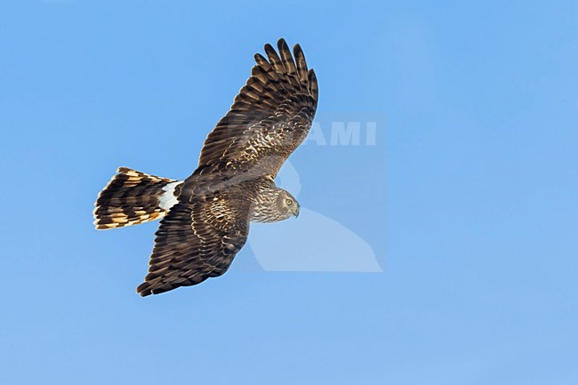 Vrouwtje Blauwe Kiekendief in vlucht; Hen Harrier female in flight stock-image by Agami/Daniele Occhiato,