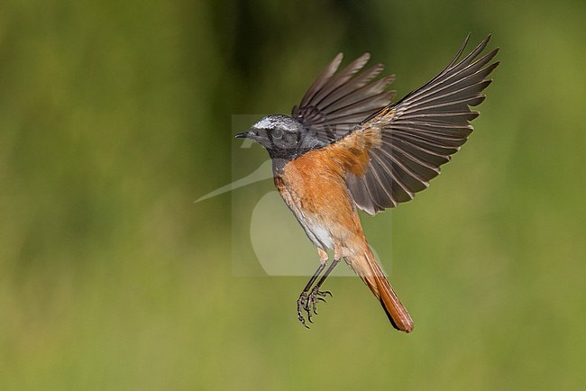 Common Redstart (Phoenicurus phoenicurus), side view of an adult male in flight, Campania, Italy stock-image by Agami/Saverio Gatto,