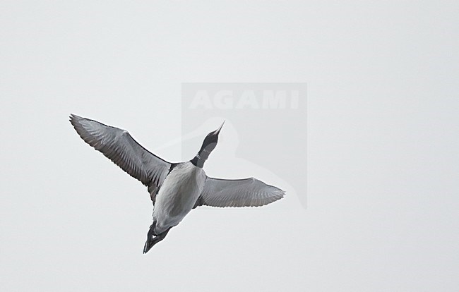 Volwassen Geelsnavelduiker in vlucht;White-billed Diver adult in flight stock-image by Agami/Markus Varesvuo,
