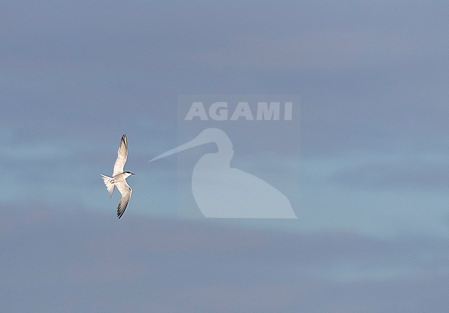 Adult Common Tern (Sterna hirundo) in flight over the North Sea at Vlieland, Netherlands, during autumn. stock-image by Agami/Marc Guyt,