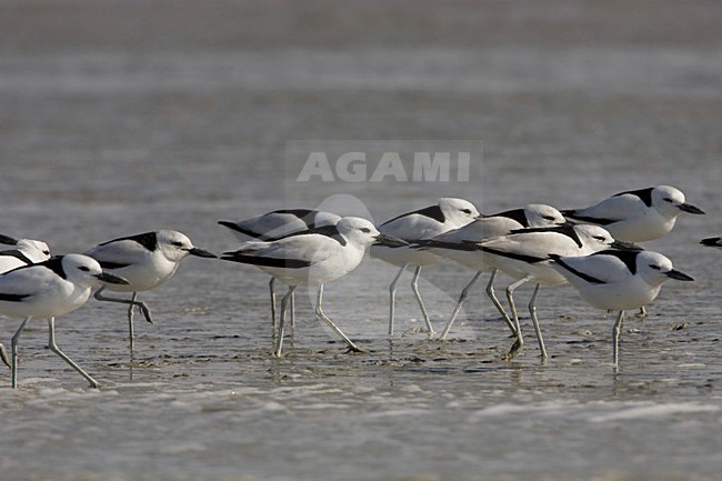 Groep Krabplevieren; Group of Crab Plovers stock-image by Agami/Arie Ouwerkerk,