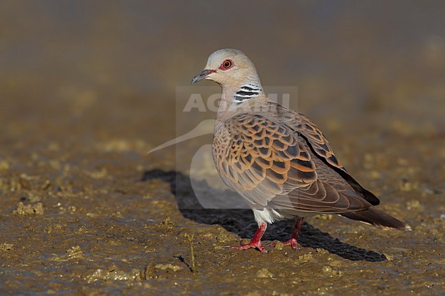 Tortelduif; Turtle Dove stock-image by Agami/Daniele Occhiato,