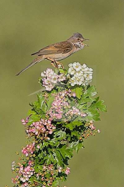 Zingende Grasmus; Singing Common Whitethroat stock-image by Agami/Menno van Duijn,