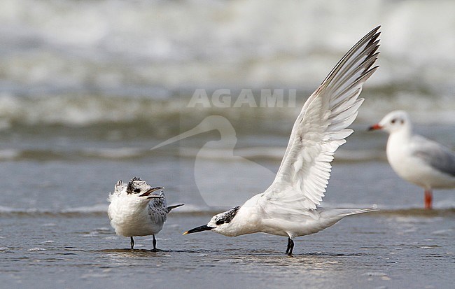 Sandwich Tern (Sterna sandvicensis) standing on the beach of IJmuiden, Netherlands. stock-image by Agami/Karel Mauer,