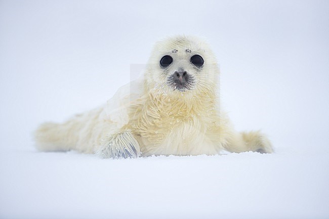 Just born Ringed Seal (Pusa hispida) pub resting on pack ice. stock-image by Agami/Pieter-Jan D'Hondt ,