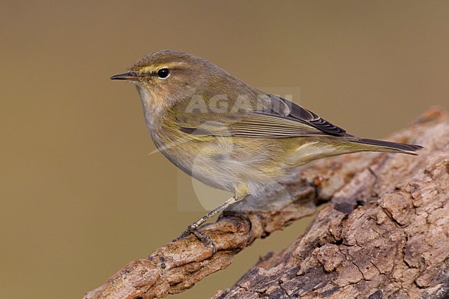 LuÃ¬ piccolo; Common Chiffchaff; Phylloscopus collybita stock-image by Agami/Daniele Occhiato,