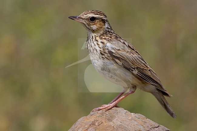 Wood Lark standing on rock; Boomleeuwerik staand op een steen stock-image by Agami/Daniele Occhiato,