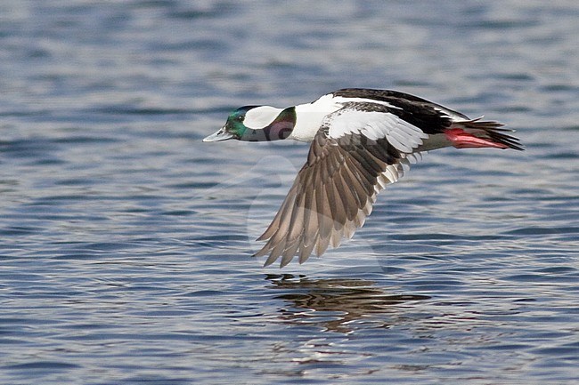 Bufflehead (Bucephala albeola) flying in Victoria, BC, Canada. stock-image by Agami/Glenn Bartley,