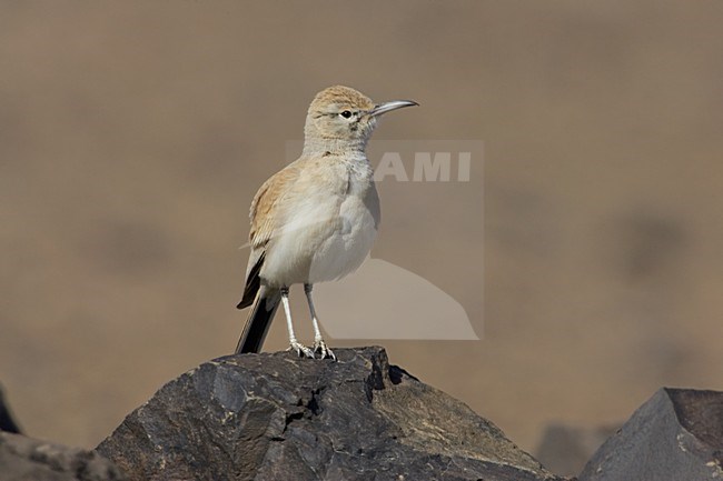 Witbandleeuwerik volwassen staand; Greater Hoopoe Lark adult standing stock-image by Agami/Daniele Occhiato,