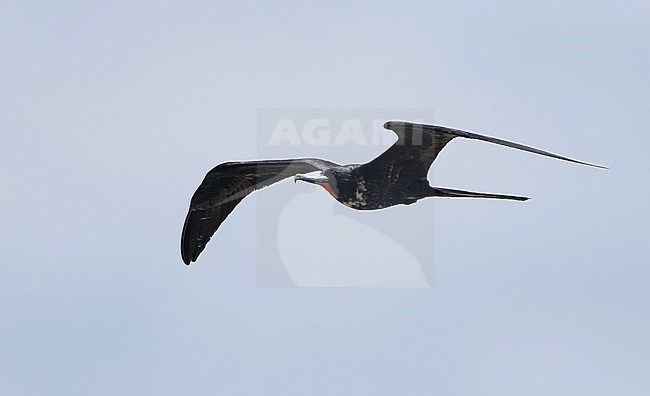 Magnificent Frigatebird (Fregata magnificens rothschildi), male in flight at Dry Tortugas, USA stock-image by Agami/Helge Sorensen,