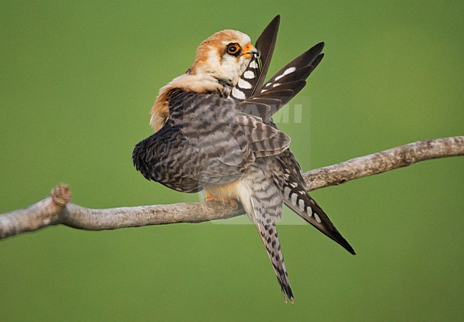 Roodpootvalk, Red-footed Falcon, Falco vespertinus stock-image by Agami/Marc Guyt,