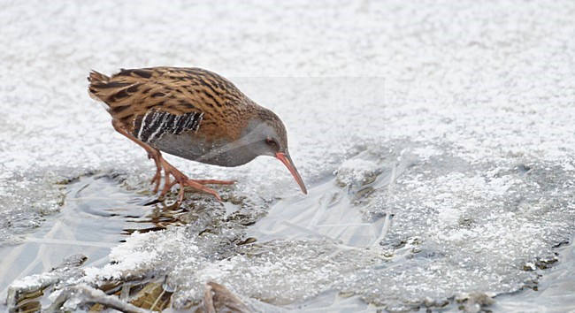 Waterral foeragerend in bevroren sloot; Water Rail foraging on frozen ditch stock-image by Agami/Markus Varesvuo,