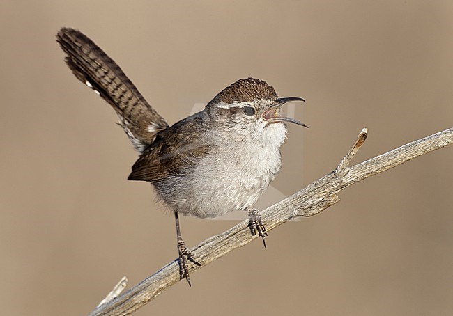 Adult 
San Diego Co., CA
April 2011 stock-image by Agami/Brian E Small,