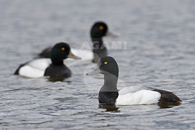 Adult mannetje Topper zwemmend; Adult male Greater Scaup swimming stock-image by Agami/Markus Varesvuo,