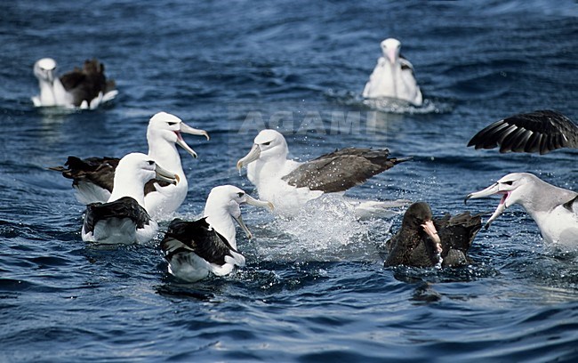 Shy Albatross and Antarctic Giant-Petrel fighting in sea; Zuidelijke Reuzenstormvogel en Witkapalbatros vechtend in zee stock-image by Agami/Roy de Haas,