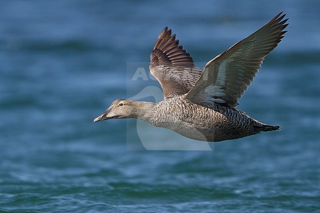 Common Eider (Somateria mollissima) flying in Churchill, Manitoba, Canada. stock-image by Agami/Glenn Bartley,