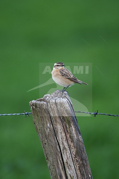 Paapje; Saxicola rubetra; Whinchat; Braunkelchen; Tarier des pres; lijsters; tapuiten; zeldzame broedvogel; Rode Lijst; zomergast; Drenthe; Fochteloerveen; zeldzaam; vogel; dier; natuur; oranje; avifauna; graslanden; verruigde; onkruiden; thrushes; wheatears; rare breeding bird; Red List; summer visitor; scarce; bird; animal; nature; orange; avian; grasslands; weeds; vrouwtje; female stock-image by Agami/Harvey van Diek,