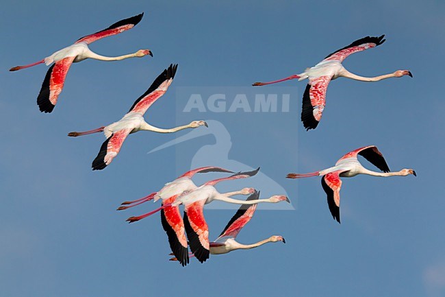 Flamingo\'s in de vlucht; Greater Flamingos in flight stock-image by Agami/Daniele Occhiato,