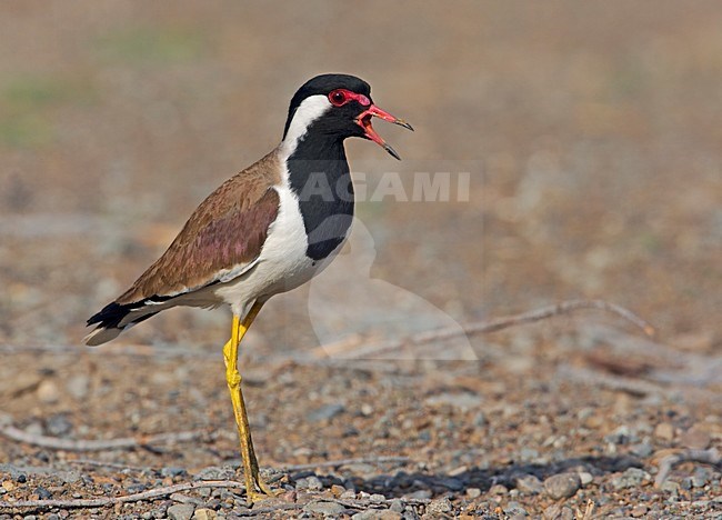 Indische Kievit staand; Red-wattled Plover standing stock-image by Agami/Markus Varesvuo,