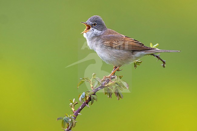 Common Whitethroat, Sylvia communis, in Italy. stock-image by Agami/Daniele Occhiato,