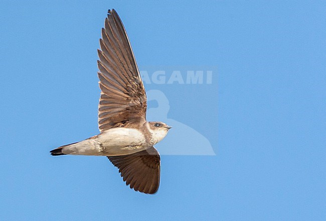 Sand Martin (Riparia riparia) near colony in the Netherlands. stock-image by Agami/Marc Guyt,