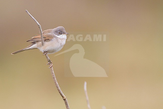 Grasmus, Common Whitethroat, Sylvia communis male perched in top singing stock-image by Agami/Menno van Duijn,