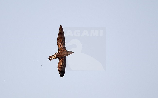 Brown-backed Needletail (Hirundapus giganteus) single bird in flight against blue sky at Khao Yai, Thailand stock-image by Agami/Helge Sorensen,