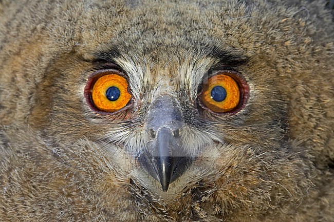 Jonge Oehoe, Eurasian Eagle-Owl juvenile stock-image by Agami/Jari Peltomäki,