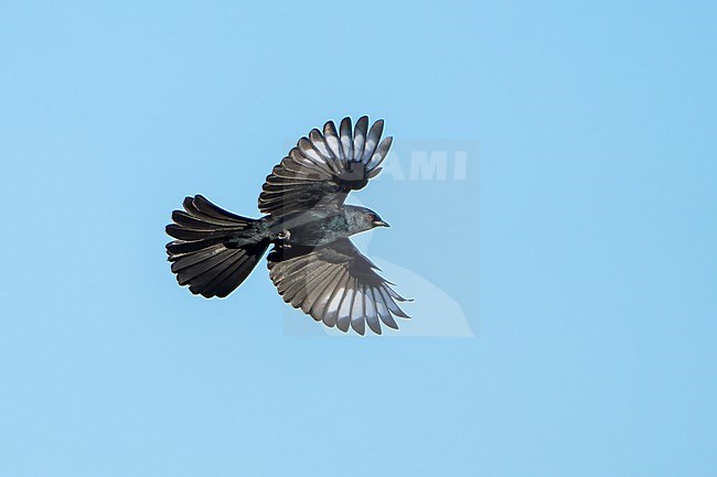 Adult male
San Diego Co., CA
January 2022 stock-image by Agami/Brian E Small,