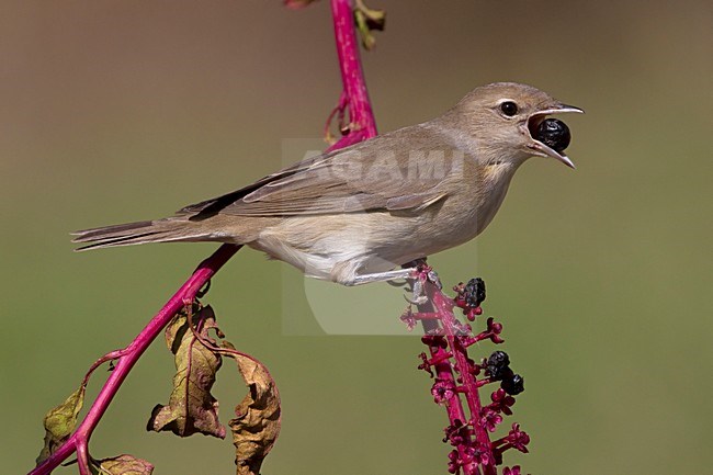 Tuinfluiter foeragerend op bessen; Garden Warbler foraging on berries stock-image by Agami/Daniele Occhiato,