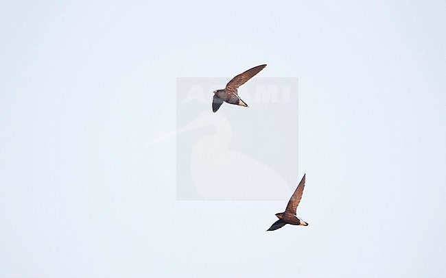 Silver-backed Needletail (Hirundapus cochinchinensis) in flight at Khao Yai National Park, Thailand stock-image by Agami/Helge Sorensen,