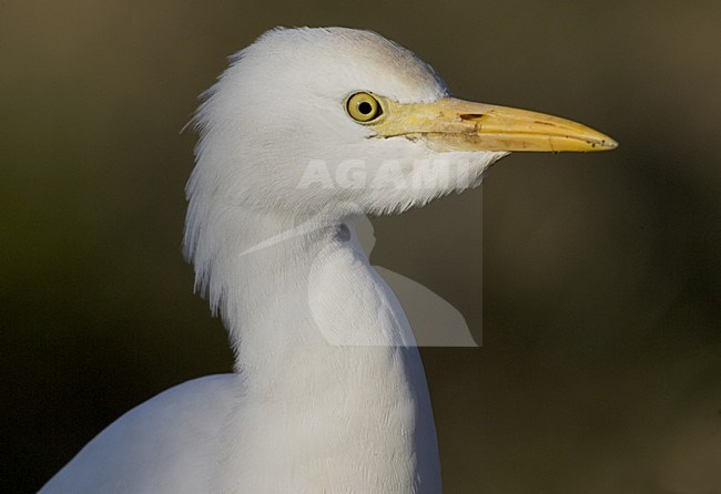 Cattle Egret adult close-up; Koereiger volwassen portret stock-image by Agami/Daniele Occhiato,