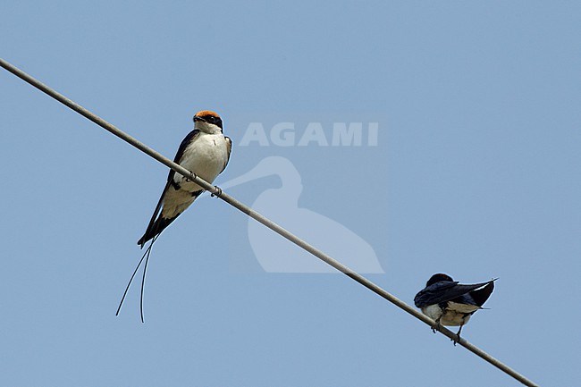 Wire-tailed Swallow (Hirundo smithii), two birds resting on wires in Khajuraho, India stock-image by Agami/Helge Sorensen,