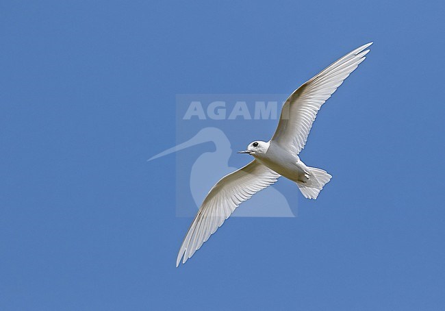 Little White Tern, Gygis microrhyncha, in French Polynesia. stock-image by Agami/Pete Morris,