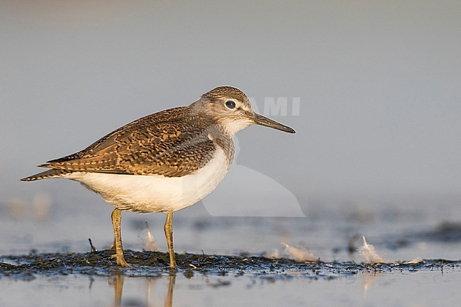 Common Sandpiper - Flussuferläufer - Actitis hypoleucos, Germany, 1st cy stock-image by Agami/Ralph Martin,