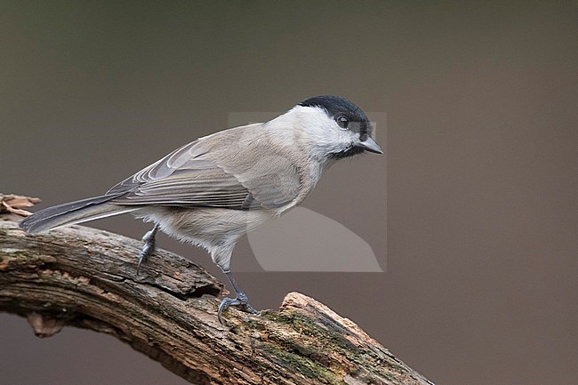 Marsh Tit (Poecile palustris) perched on a branch in the Netherlands. stock-image by Agami/Han Bouwmeester,