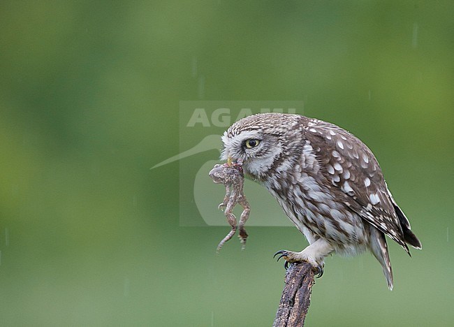 Little Owl (Athene noctua) Hungary May 2016 stock-image by Agami/Markus Varesvuo,