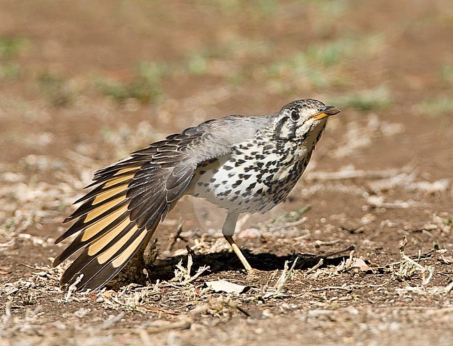 Groundscraper Thrush (Turdus litsitsirupa) standing on the ground in a safari camp in Kruger National Park in South Africa. stock-image by Agami/Marc Guyt,