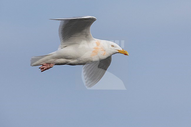 Glaucous Gull (Larus hyperboreus leuceretes), side view of an adult in flight, Western Region, Iceland stock-image by Agami/Saverio Gatto,