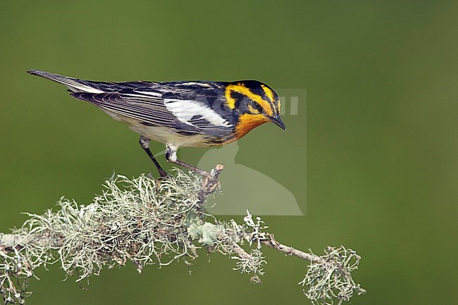 Adult male
Galveston Co., TX
April 2014 stock-image by Agami/Brian E Small,