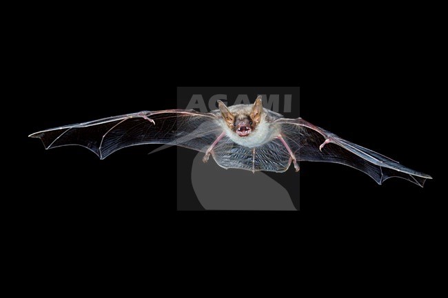 Vale Vleermuis in de vlucht; Greater Mouse-eared Bat in flight stock-image by Agami/Theo Douma,