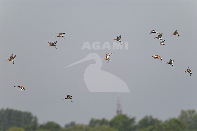Grutto;Black-tailed Godwit;Limosa limosa; stock-image by Agami/Hans Gebuis,