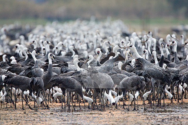 Grote groep overwinterende Monnikskraanvogels; Large flock of wintering Hooded Cranes stock-image by Agami/Marc Guyt,