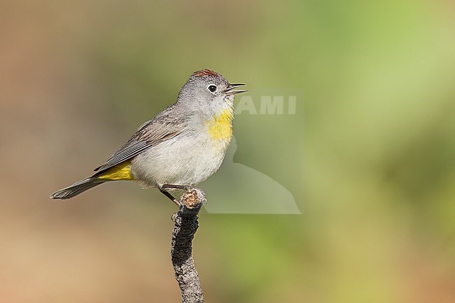 Adult
Boulder Co., CO
June 2023 stock-image by Agami/Brian E Small,