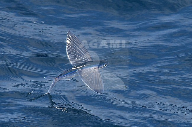 Flying fish species taking off from the ocean surface. stock-image by Agami/Laurens Steijn,