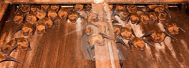 Hangende Rosse Vleermuis, Common Noctule hanging stock-image by Agami/Theo Douma,